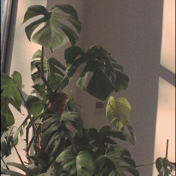 Meet your Posher, Davianna - Picture 1 of 1